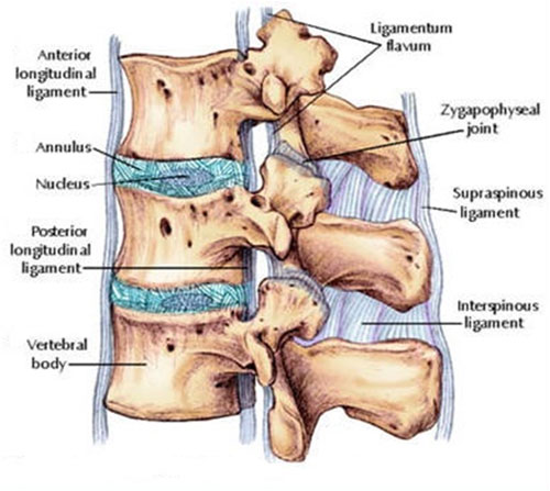 Spine